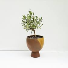 Mini Olive Tree Plants Urban Garden Indoor Plants