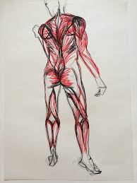 Did you notice you before exaggerating human proportions and begin to have your own style, you first have to know the try to do several sessions of the same person until the drawing is really similar to the original and. Human Body Villy Tod S Blog