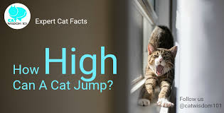 Which cats can jump the highest? How High Can A Cat Jump Cat Wisdom 101 Everything Feline Since 2011