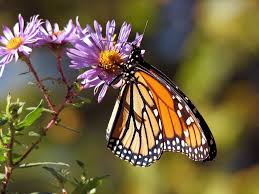 As bees flit between flowers to seek out nectar, pollen falls from their legs to the open pistils and fertilizes them. Plants That Attract Butterflies The Best Plants For Butterflies The Old Farmer S Almanac
