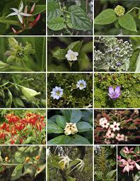 Image result for Landolphia incerta