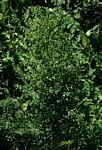 Image result for Tinnea rhodesiana