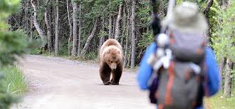 Image result for what to do if you see a bear on the golf course