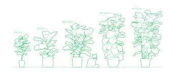 Fiddle Leaf Figs Dimensions Drawings Dimensions Guide