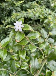 Image result for Jasminum multiflorum