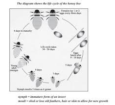 The Diagram Shows The Life Cycle Of The Honey Bee Testbig Com