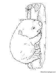 Wombat Bear Coloring Page Coloring Pages Bear Coloring Pages Wombat