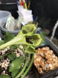 Image result for Ceropegia simplex