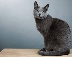 Seketika persia menjadi kucing yang sangat populer di inggris. Daftar Harga Kucing Russian Blue Terbaru Mei 2021
