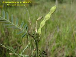 Image result for Aeschynomene cristata