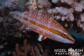 Image result for Rourea orientalis