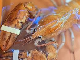 Rare Lobster Save | Hitman | Massive Drug Bust | Impaled By Broom |  Southampton, NY Patch