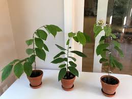 Germinate seeds clean the fruity flesh off the seeds. Planting Apricot Trees Started By Seed 472537 Ask Extension