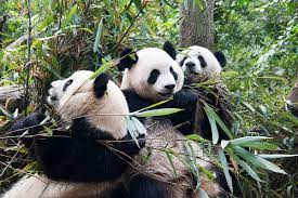 List Of Endangered And Protected Species Of China Wikipedia