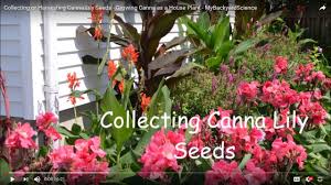 They have the spicy fragrance and open flower shape of an oriental lily with the thick petals and slightly upward facing flower habit of a trumpet lily. Collecting Or Harvesting Canna Lily Seeds Growing Canna As A House Plant Mybackyardscience Youtube
