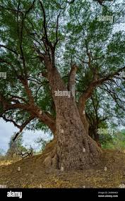 Image result for Xanthocercis zambesiaca