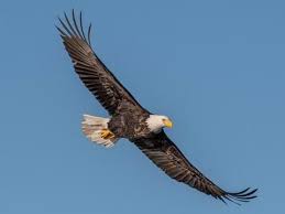 We did not find results for: Bald Eagle Identification All About Birds Cornell Lab Of Ornithology