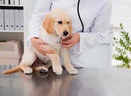 Offers a variety of services that are suited to the needs of your pets. Wagging Tail Pet Care Veterinary Doctors Book Appointment Online Veterinary Doctors In Indiranagar Bangalore Justdial
