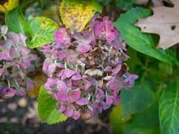 Droopy Hydrangea Plants What To Do When Hydrangeas Are Drooping Planting Hydrangeas Hydrangea Not Blooming Plants