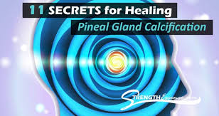 Your pineal gland is attacked to the outer wall of your third ventricle slightly above and just behind your pituitary gland. 11 Secrets To Decalcify Pineal Gland Calcification Boost Energy Slow Aging Strength Essence