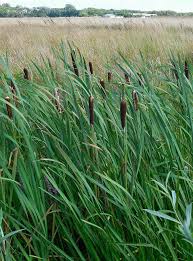 Image result for Typha
