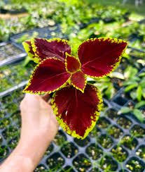 Image result for Coleus