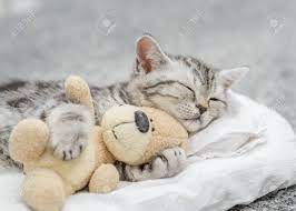 Most relevant best selling latest uploads. Cute Kitten Sleeping With Toy Bear Stock Photo Picture And Royalty Free Image Image 101989008