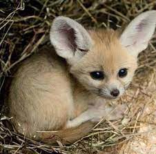 We did not find results for: Pin By Lyndsey Wilson On Foxes Cute Animals Pet Fox Animals
