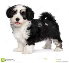 Black And White Havanese Puppy Black And White Havanese Puppy Havanese Puppies Havanese Stock Photography Free