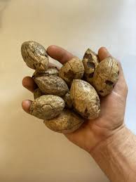 Image result for Raphia australis