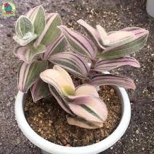 Image result for Tradescantia sillamontana