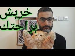 بديل عمود الخربشة والخدش للقطط بالمنزل حل سحري وسهل جدا Youtube