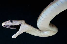 Pin On Snakes