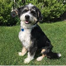 Check spelling or type a new query. Bernedoodle Rescue Illinois Bernedoodle Breeders Midwest
