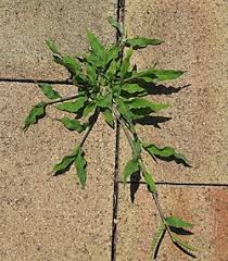 Image result for Urochloa panicoides