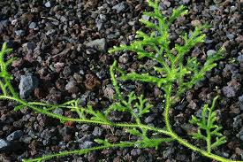 Image result for Lycopodiella cernua