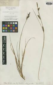 Image result for Fuirena welwitschii