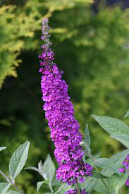 Buddleia Miss Violet Butterfly Bush In 2021 Violet Butterfly Butterfly Bush Violet Plant