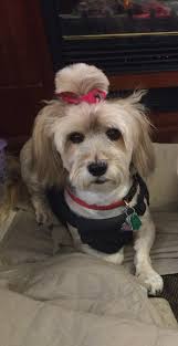 Labrador's love for all pets is unmatched