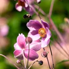 Image result for Anemone transvaalensis