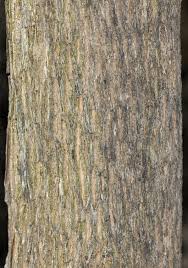 Image result for Nuxia oppositifolia
