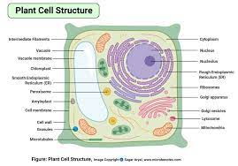 Components made of protein (microfilaments, intermediate filaments, microtubules). Plant Cell Definition Labeled Diagram Structure Parts Organelles