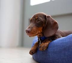 A mini goldendoodle is an intelligent, friendly dog that will quickly become a beloved member of your family. Dachshund Temperament Lifespan Grooming Training Petplan
