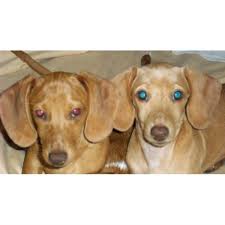 We offer an amazing collection of dachshund puppies for adoption. Four Rivers Dachshunds Dachshund Breeder In Kevil Kentucky