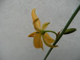 Image result for Anthericaceae