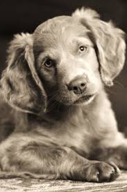 Long Haired Weimaraner Puppy Weimaraner Puppies Long Haired Weimaraner Weimaraner