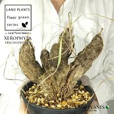 Image result for Xerophyta trichophylla