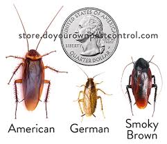 Doityourselfpestcontrol is a pest removal service focused on winged insects and rodent extermination. Roach Control Products