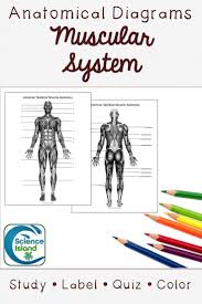Anterior And Posterior Muscular System Diagrams For A P In 4 Formats Blank Lined Lettered A Muscular System High School Science Teacher Secondary Science