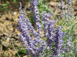 Image result for Perovskia atriplicifolia lacey blue lisslitt photo